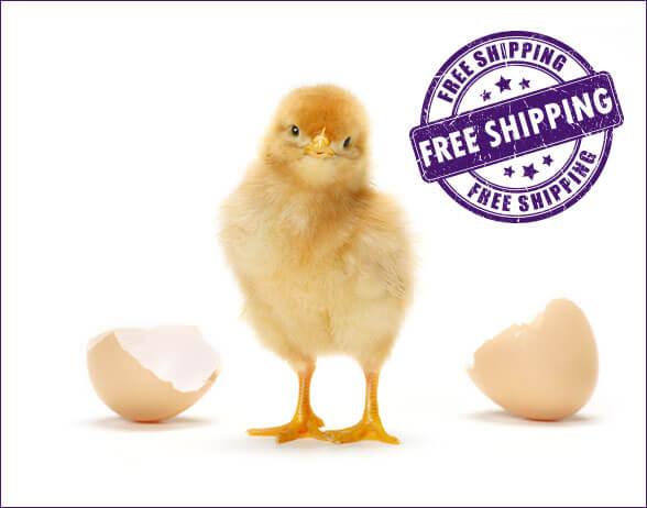 free shipping