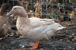 Buff Duck - Straight Run