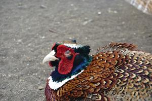 Chinese Ringneck (Wild) Pheasant - Straight Run