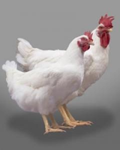 Cornish Rock Broiler - Straight Run-2026