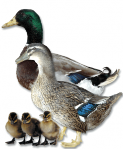 Dark Rouen Duck - Straight Run