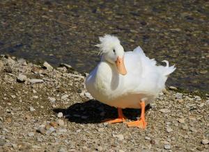 Crested Duck - White - Straight Run