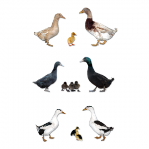 Ducks - Assorted - Straight Run