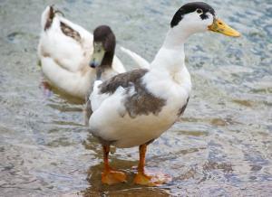 Magpie Duck - Straight Run