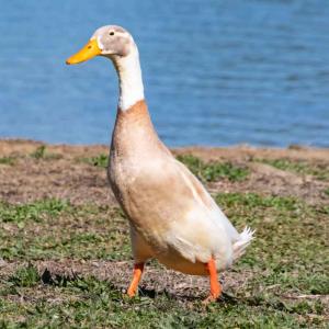 Runner Duck - Fawn/White - Straight Run