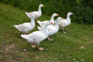 White Emden Goose - Straight Run