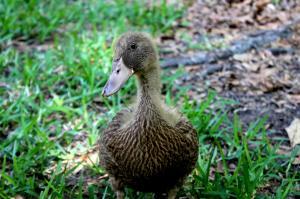 Khaki Campbell Duck - Straight Run