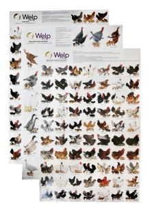 Welp Hatchery Poultry Posters