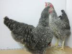 Barred Rock - Female-SALE