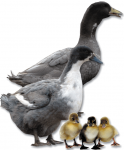 Black Swedish Duck - Straight Run