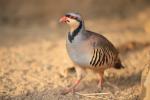 Chukar Partridge - Straight Run