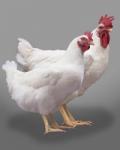 Cornish Rock Broiler - Male-2026