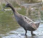 Runner Duck - Black - Straight Run