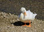 Crested Duck - White - Straight Run