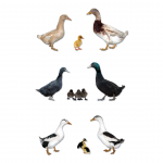 Ducks - Assorted - Straight Run