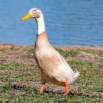 Runner Duck - Fawn/White - Straight Run