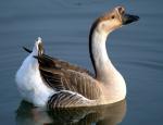African Goose - Straight Run