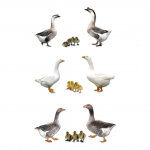 Geese - Assorted - Straight Run