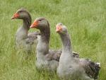 Toulouse Goose - Straight Run