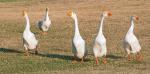 White Chinese Goose - Straight Run