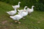 White Emden Goose - Straight Run
