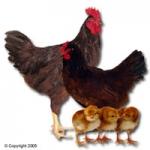 Rhode Island - Red - Female